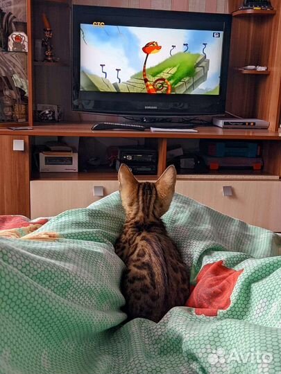 Бенгальские котята