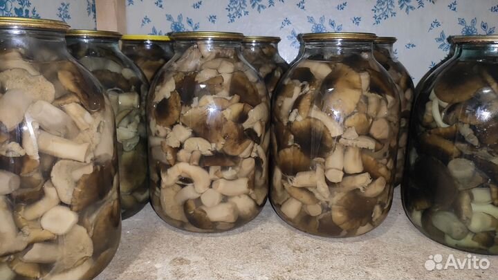 Грибы зеленушка маринованная