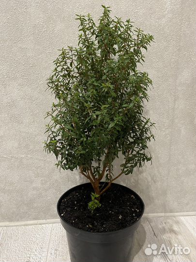 Миртовое дерево