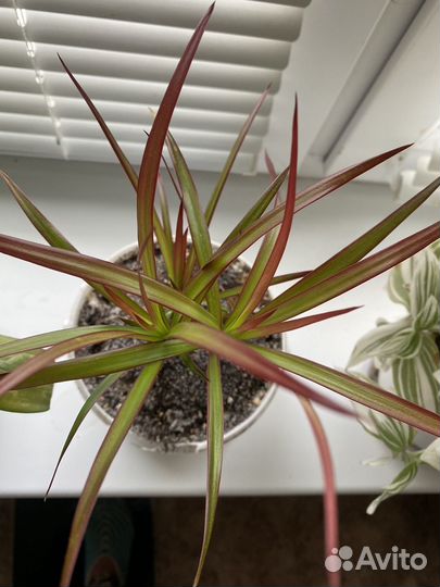Драцена маргината Маджента окаймленная