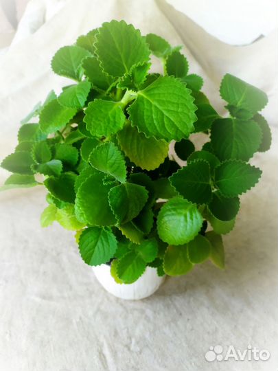 Плектрантус опушённый, комнатная мята