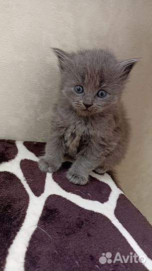 Девочка в добрые руки