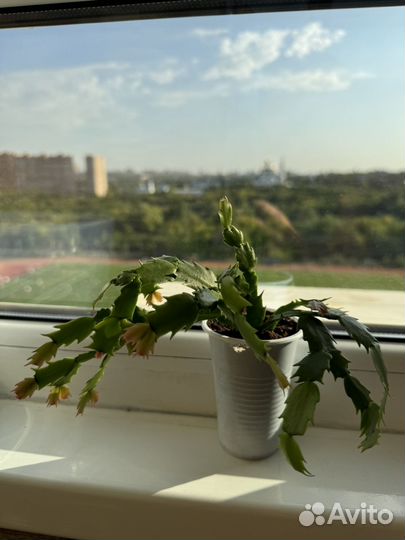 Шлюмбергера Еxotic Dancer