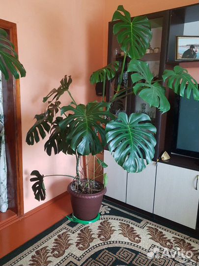 Монстера для офиса