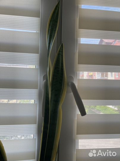 Сансевиерия лауренти(с желтой полосой щучий хвост)