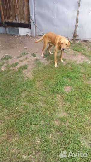 Щенки русской гончей