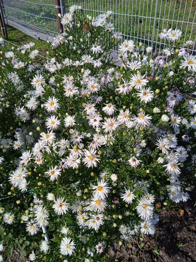 Дача 40 м² на участке 8,8 сот.