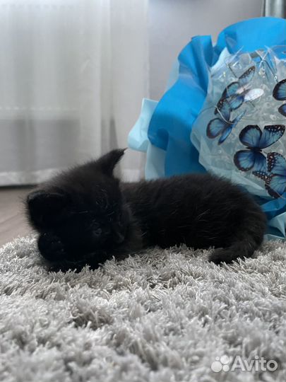 Котенок в добрые руки