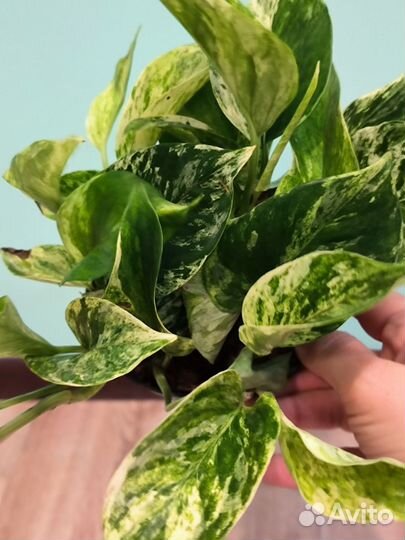 Вьющиеся эпипремнумы и сциндапсусы