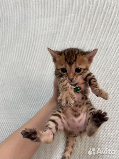 Бенгальская