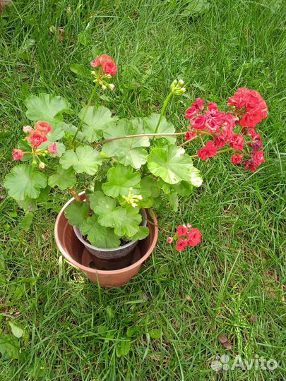 Колеус, герань, бегония