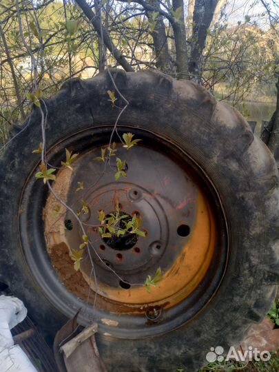 Резина с дисками для мтз задняя