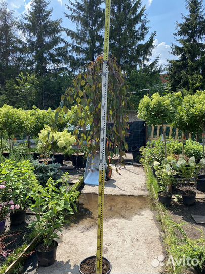 Береза юнги