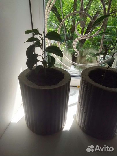 Мандариновое дерево