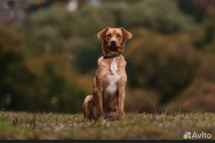 Собаки бесплатно в добрые руки