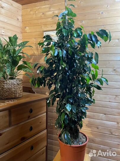 Фикус бенджамина даниэль D-27/ H-145