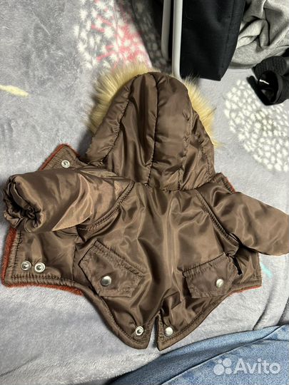 Одежда для собак