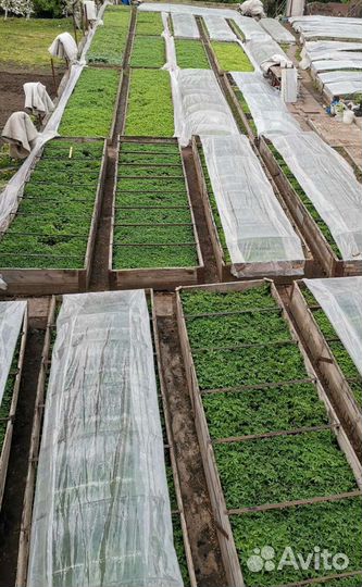 Рассада помидор, перца,капусты, низкорослые томаты