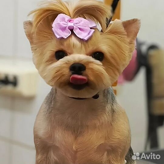 Груминг животных. Салон Гав Ля Мур