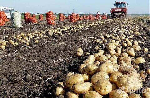 Рабочие на сбор урожая