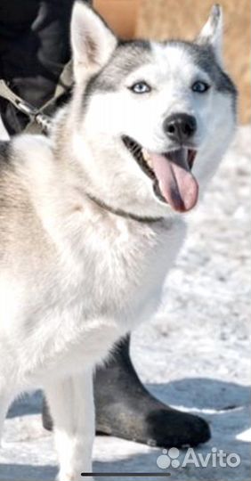 Сибирский хаски