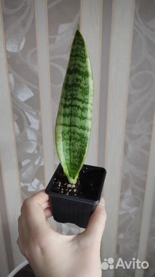 Сансевиерия сортовая