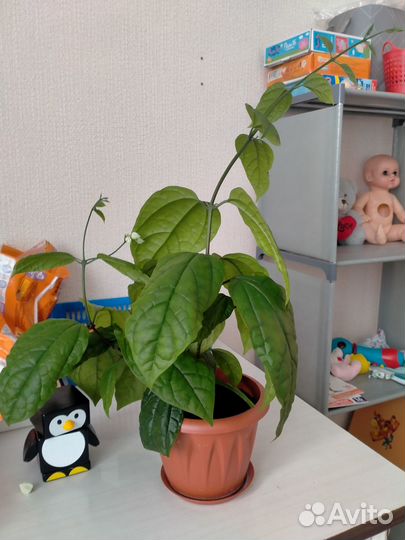 Клеродендрум томпсон