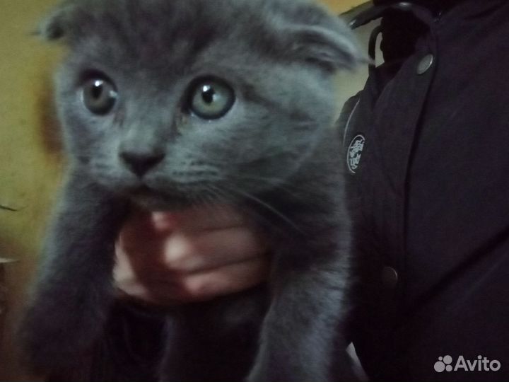 Вислоухие котята