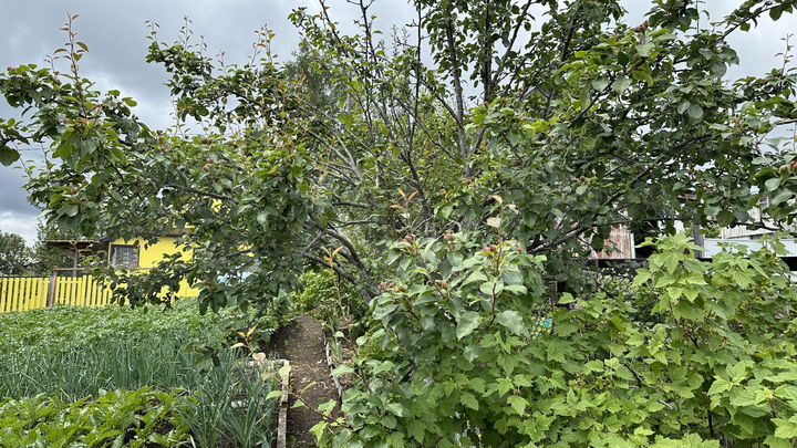 Дача 25 м² на участке 4,2 сот.