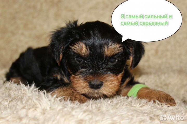 Йоркширский терьер щенки