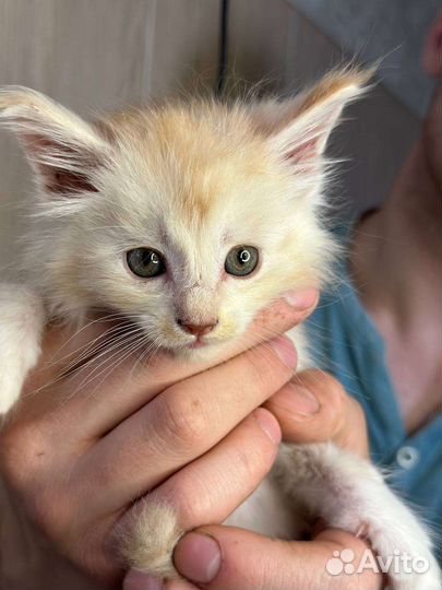 Котята мейн-кун