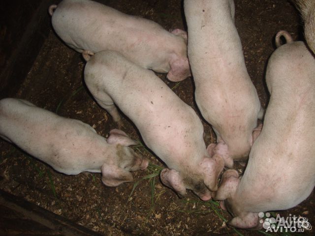 Поросята от заботливых хозяев