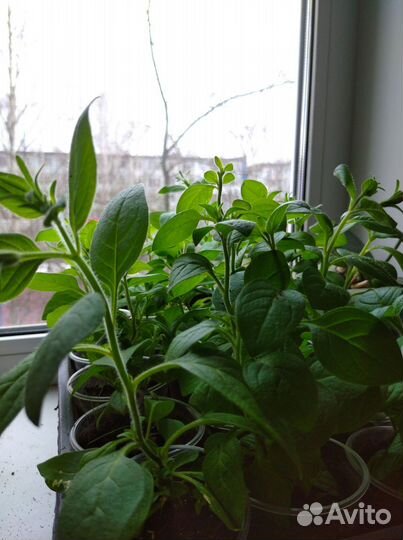 Рассада петуньи