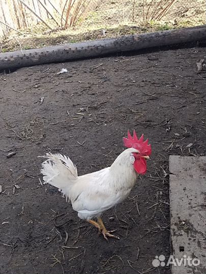 Молодые петухи