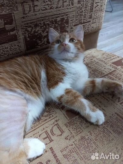 Рыжий котенок (девочка)