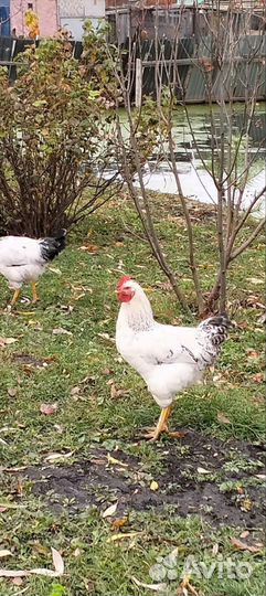 Молодые петухи