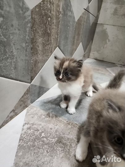 Сибирская кошка