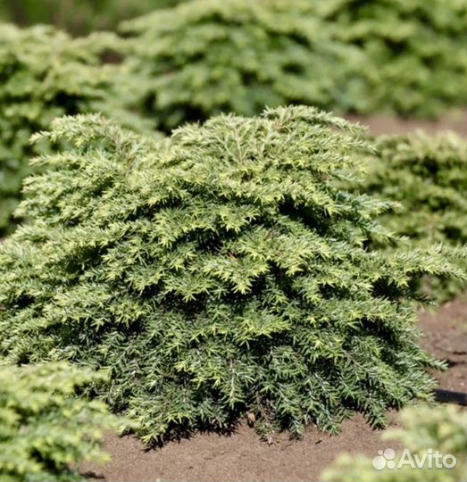 Тсуга Джедделох