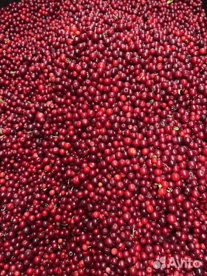 Брусника свежемороженая чистая, вкусная