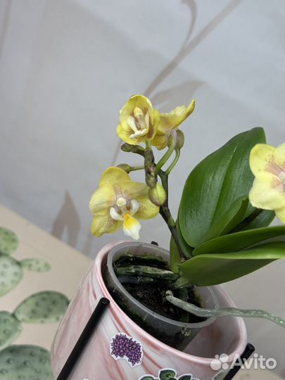 Орхидея фаленопсис