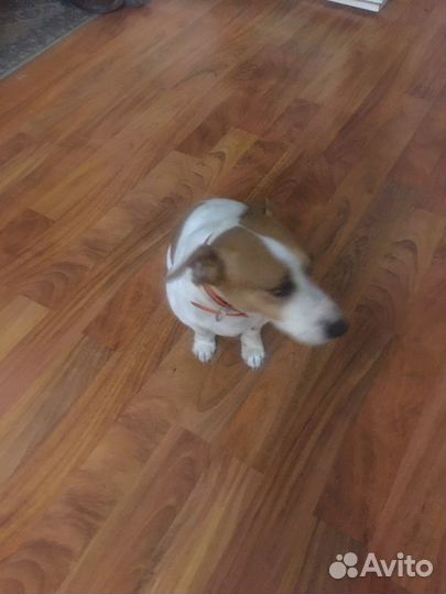 Джек Рассел терьер