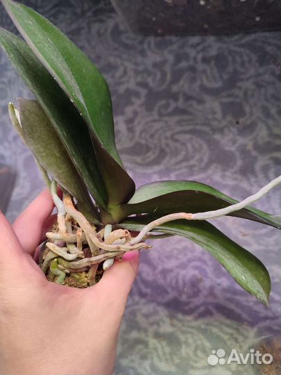 Орхидея Tying Shin Melody KS Big Johnson