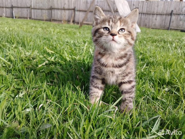 Котята девочка и мальчик