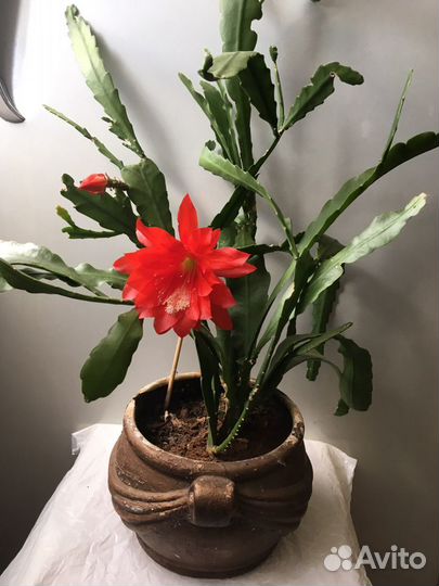 Комн цветы разные