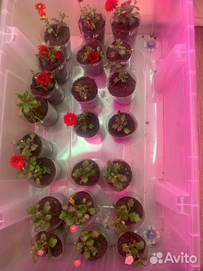 Вербена вегетативная ампельная