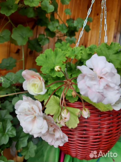 Пеларгония герань