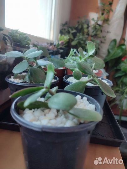 Толстянка Крассула Овата суккулент денежное дерево