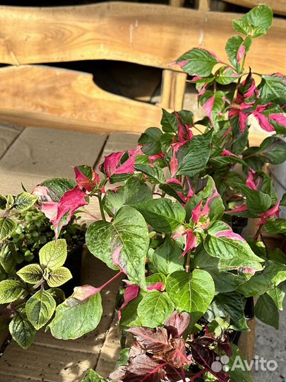 Альтернатера