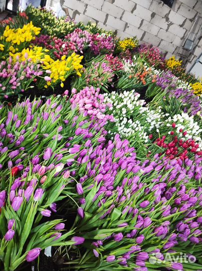 Луковицы тюльпанов