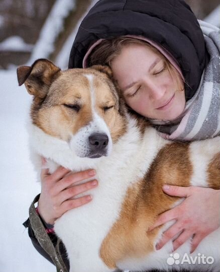 Собака в добрые руки